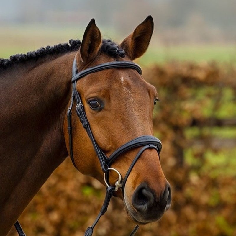 Amsterdam-comb-anatomic-noseband-wider-in-middle-HEUS23L296417.v1-min