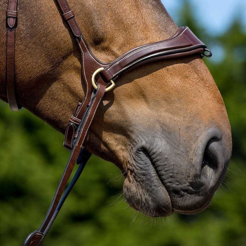 d-motion-normale-keelriem