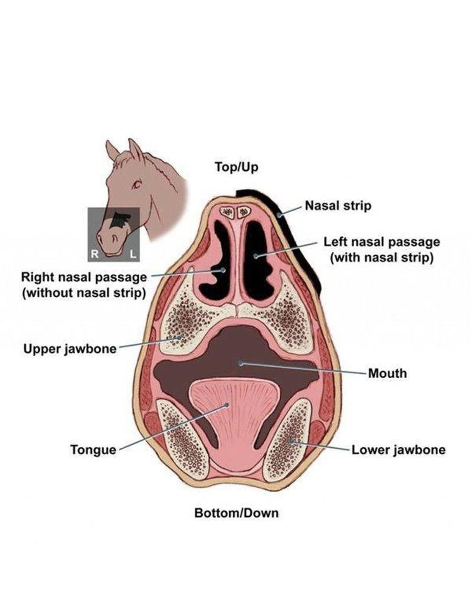flair-neusstrips-six-packs.v1-min