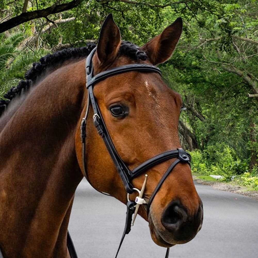 geneva-comb-noseband-strap-_optimized