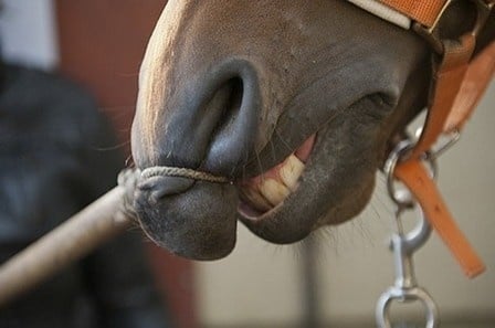 het-gebruik-van-een-praam-bij-het-paard-fit-448x297