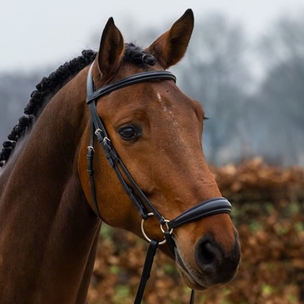 Rome-drop-noseband-classic