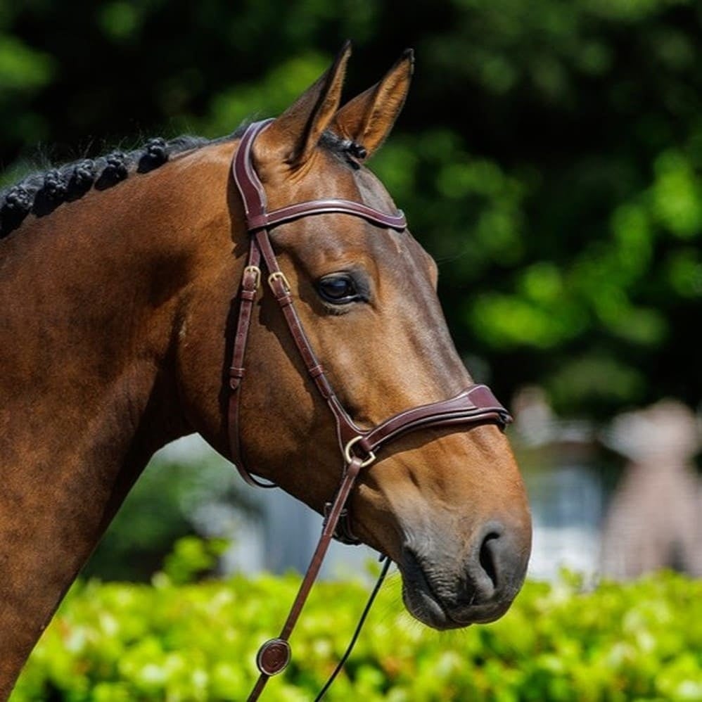 T-Motion-Normale-keelriem-