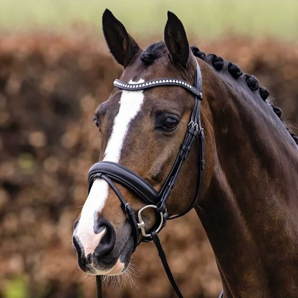 verden-dressage-bridle-